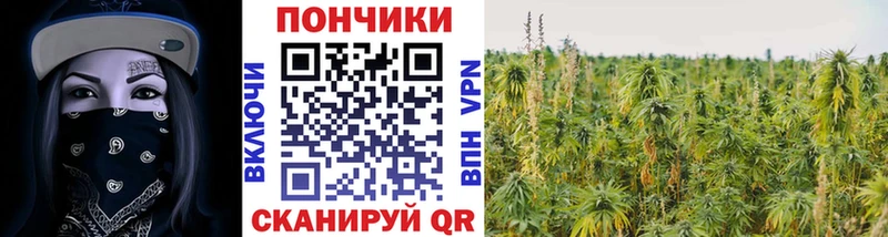 Каннабис OG Kush  Волгореченск 